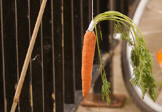 Carrot being dangled on a string from a stick