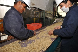 Two men on either side of a conveyor belt covered with grain removing bad stuff