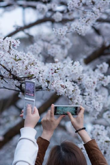 Man and woman with cell phones taking pictures of cherry blossoms in bloom