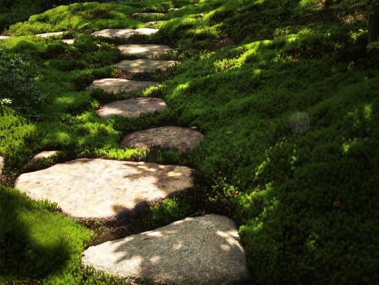 Stepping stones in a forest path