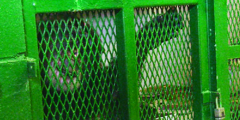 Esta imagem mostra um chimpanzé trancado em uma gaiola.