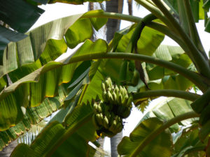 banana tree with a large bunch of bananas
