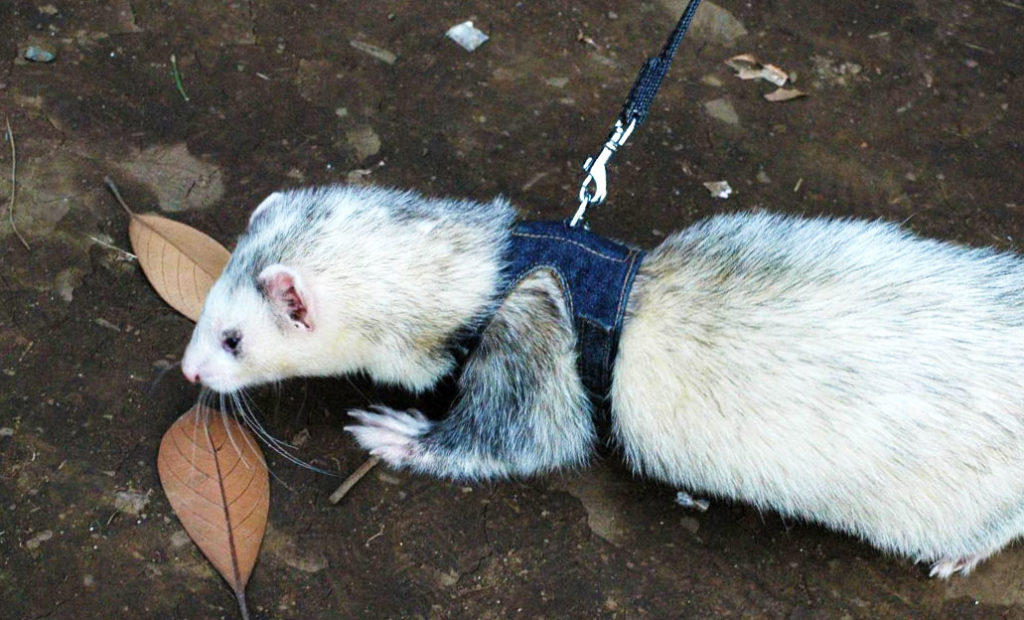 a ferret on a leash