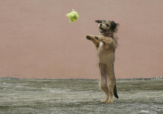 small dog doing a trick