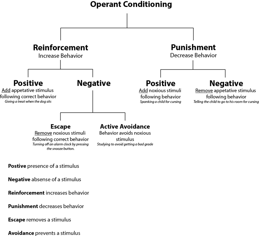 Graphic showing five types of operant conditioning. Positive reinforcement is used to increase a behavior and is defined here as adding appetitive stimulus following correct behavior. An example of positive reinforcement would be giving a treat when a dog sits. Negative reinforcement is used to increase behavior with two methods shown: Escape and Active Avoidance. Escape is defined as removing noxious stimuli following correct behavior and an example of this would be turning off an alarm clock by pressing the snooze button. Active avoidance, on the other hand, is defined as behavior avoids noxious stimulus and an example of this is studying to avoid getting a bad grade. Positive punishment is used to decrease a behavior and is defined here as adding a noxious stimuli following undesired behavior. An example of positive punishment would be spanking a child for cursing. Negative punishment is used to decrease a behavior and is defined here as removing an appetitive stimulus following undesired behavior. An example of negative punishment would be telling a child to go to his room for cursing. Definitions of terms is also presented. “Positive” means presence of a stimulus. “Negative” means absence of a stimulus. “Reinforcement” increases behavior. “Punishment” decreases behavior. “Escape” removes a stimulus. “Avoidance” prevents a stimulus.