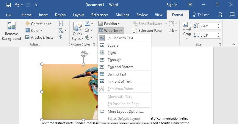 A Microsoft Word document is open with text on it. On the document an image of a colorful kingfisher is visible. Under the format tab on the ribbon menu the option to wrap text has been selected which has as a result opened up a new dropdown menu allowing different ways to wrap text around an image.