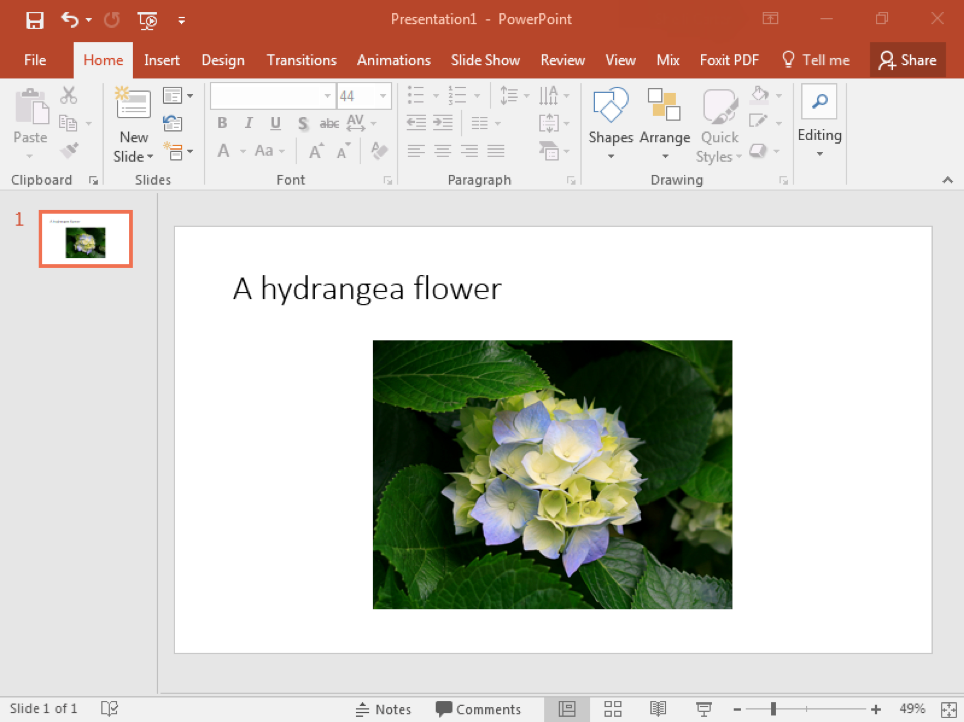A Microsoft Powerpoint is open with an image of hydrangea flower on the first and only slide.
