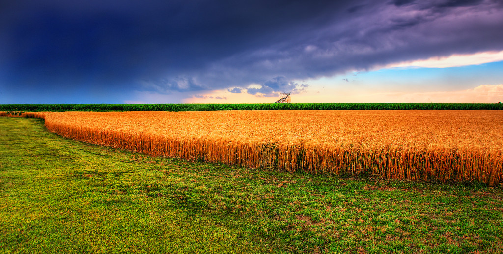 Photo of Kansas summer wheat and storm panorama: dark purplish sky, brilliant golden wheat field.