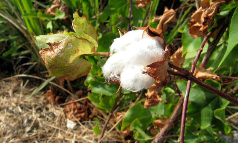 A photograph of a cotton plant.