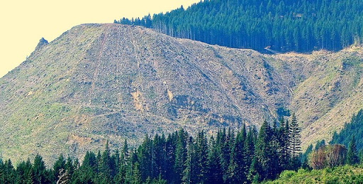 Landscape of a forest and mountains being clearcut.