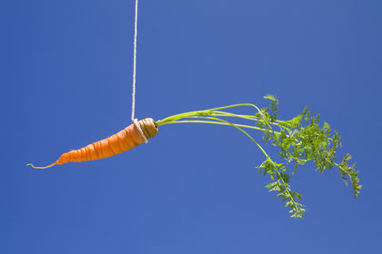 Photo of a carrot hanging from a string against blue background. Photo caption is "bait."