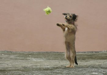 Photo of a small dog doing a trick, standing on his hind legs to catch a tennis ball.
