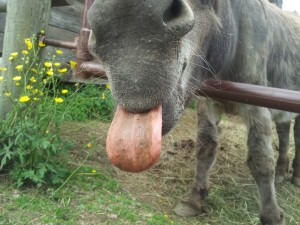 Foto de una mula sacando la lengua.