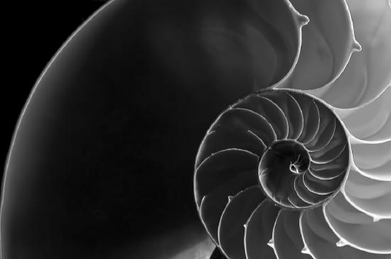 Black and white photo showing cross-section of a nautilus, which in turn exhibits the "golden ratio"