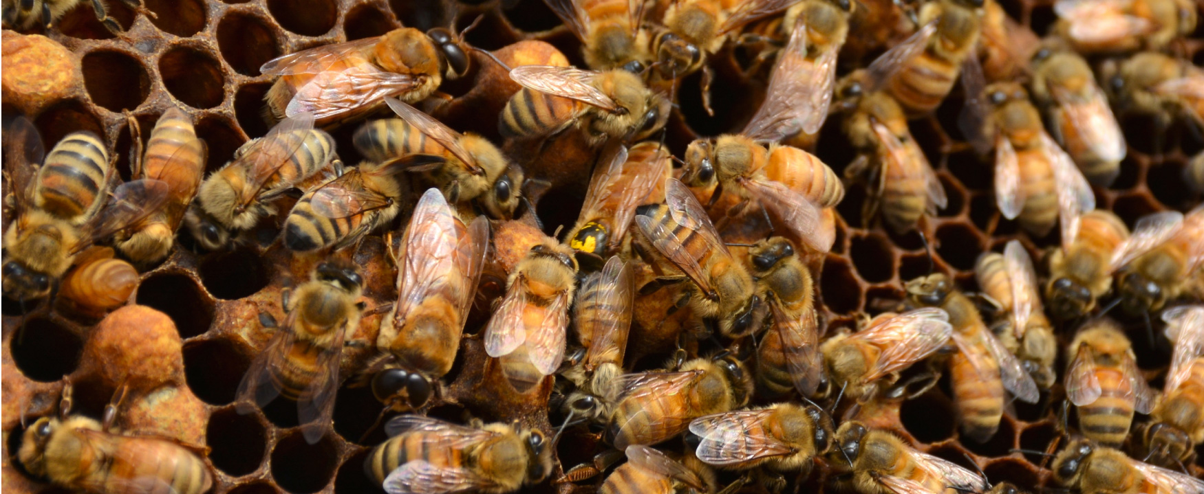 Uma fotografia mostra um close-up de uma estrutura em forma de favo de mel coberta por abelhas.