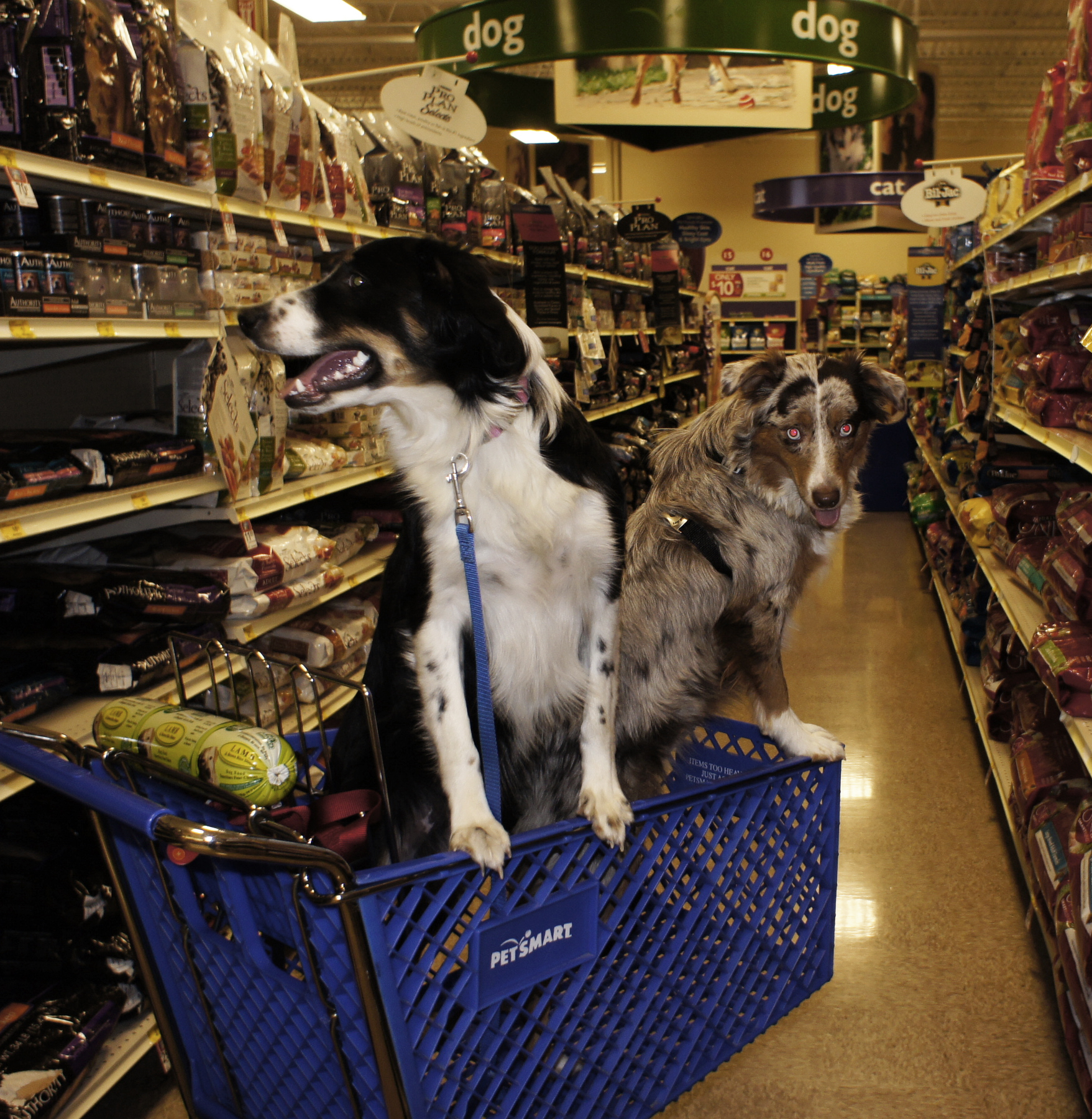 A photograph shows 2 dogs riding in a shopping cart inside of a Pet smart store.