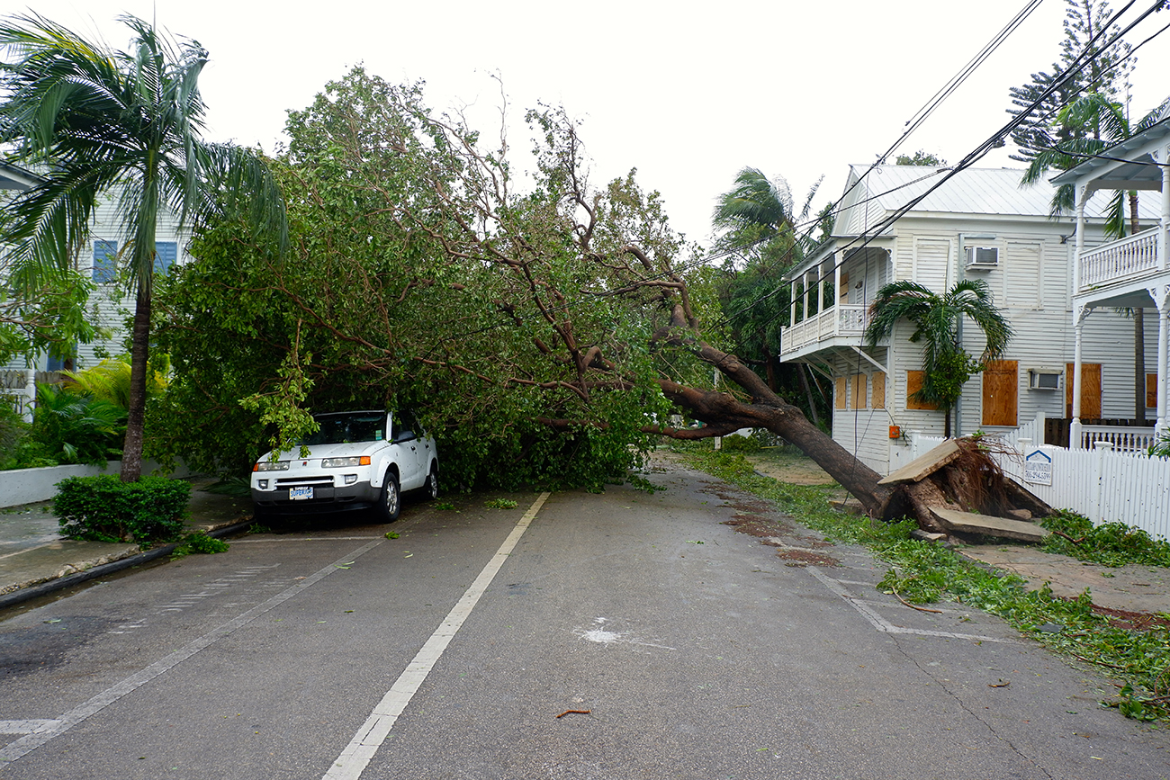 A photograph shows a large tree that has fallen over onto a parked car.