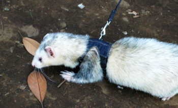 Photo of a ferret on a leash