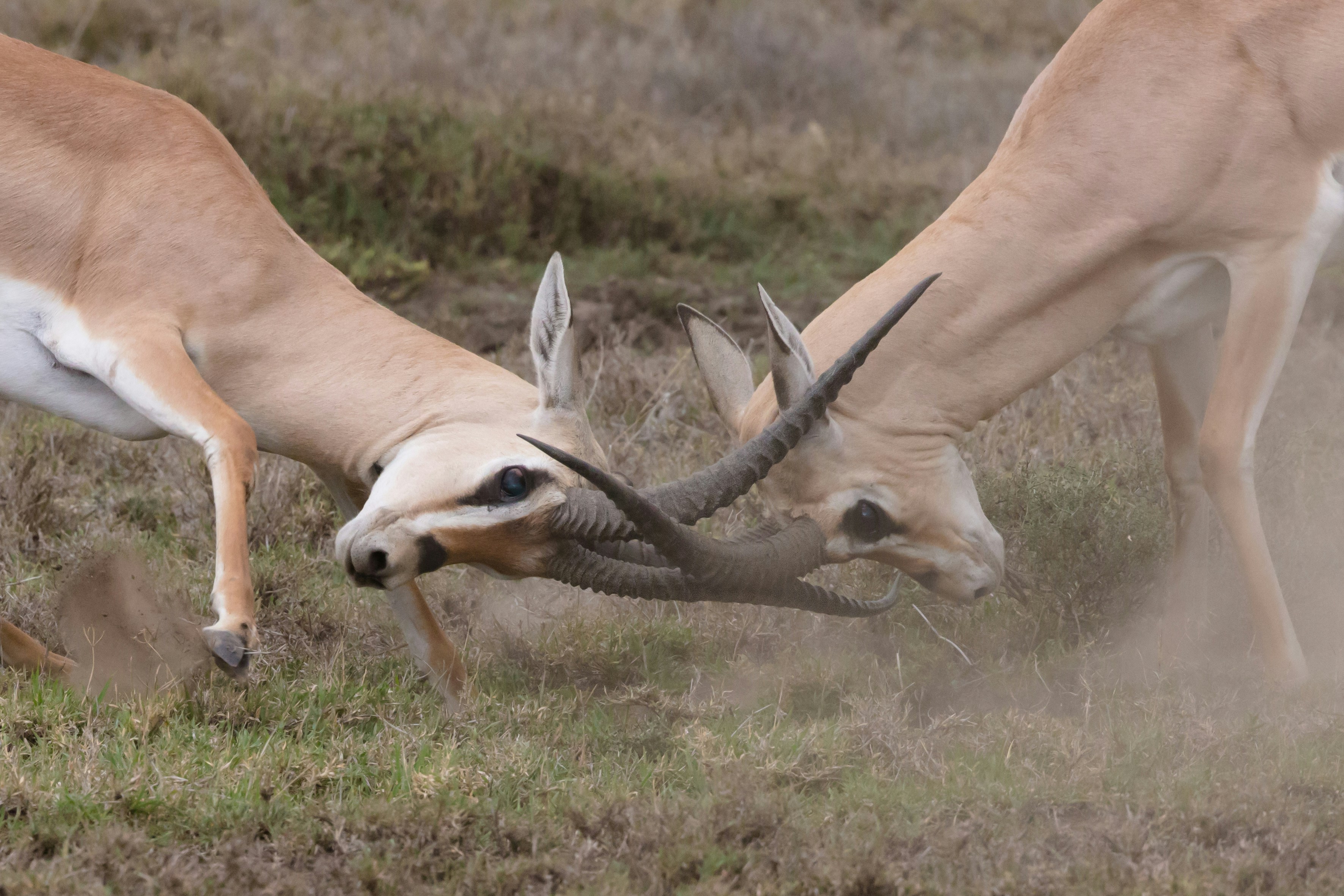 rams butting heads to show aggressive conflict