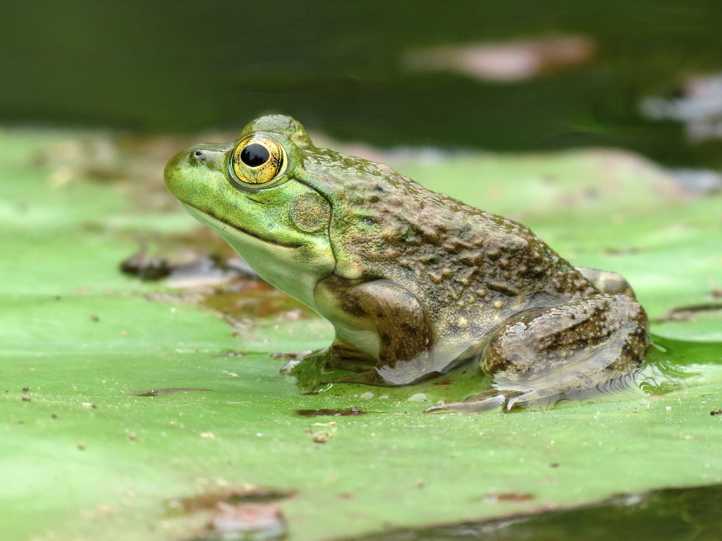 Photo of a frog on a lily pad.