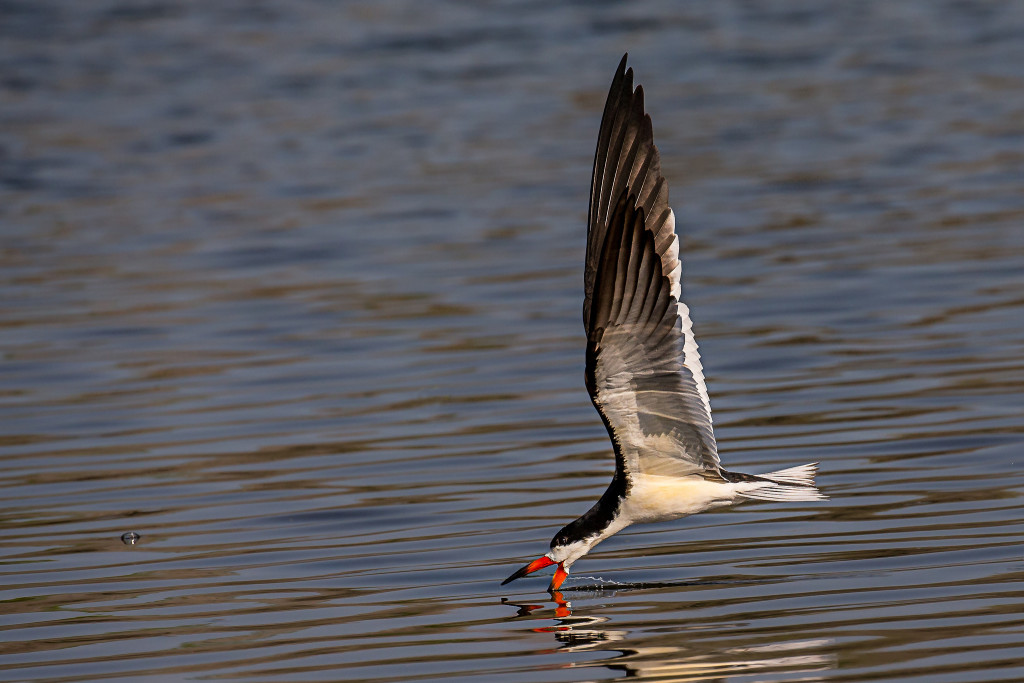 Un pájaro volando cerca del agua y sumergiendo su pico brillante en el agua.