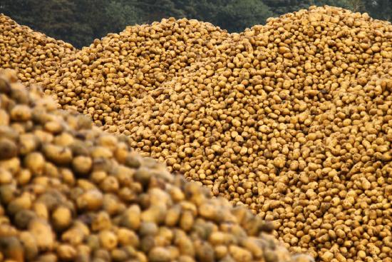 Mountains of potatoes waiting for sale.